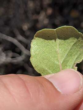 Image of island gooseberry