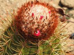 Image of Melocactus harlowii (Britton & Rose) Vaupel