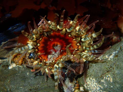 Image of Sand anemone