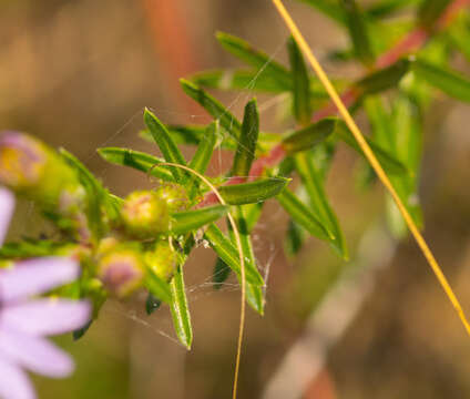 Imagem de Ionactis linariifolia (L.) Greene