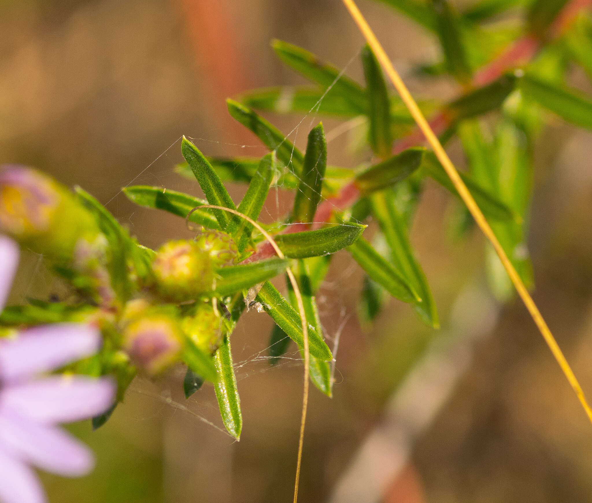 Image of Ionactis linariifolia (L.) Greene