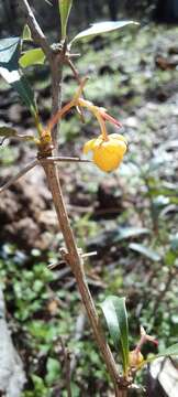 Image of Berberis ruscifolia Lam.