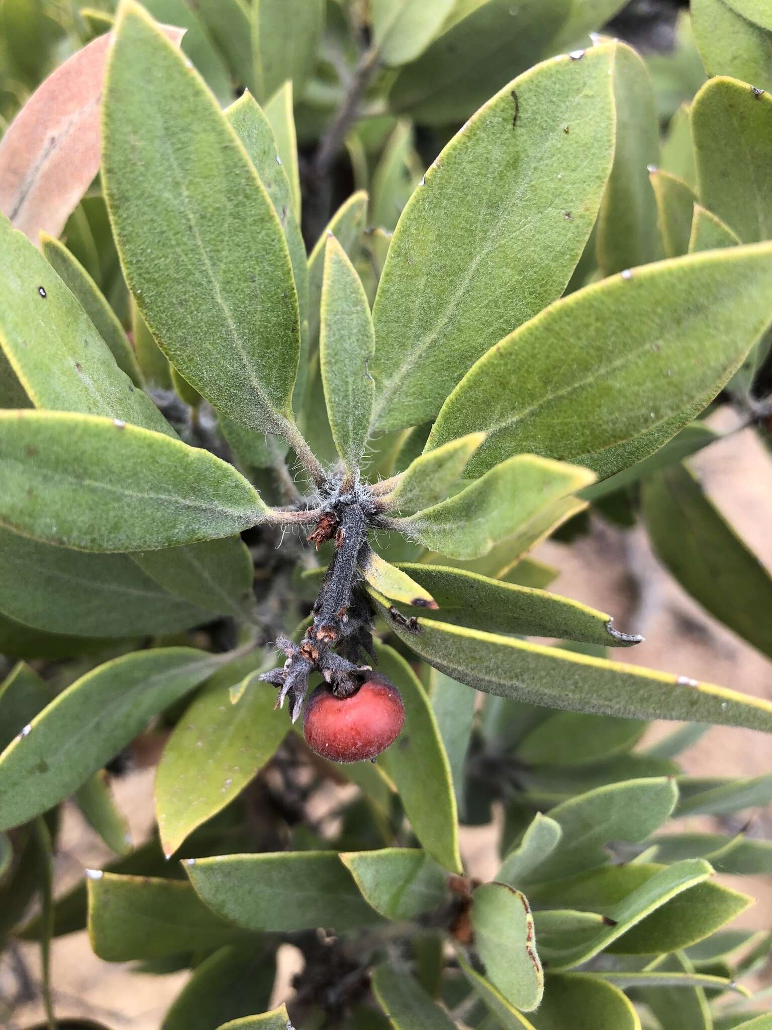 Imagem de Arctostaphylos glandulosa subsp. mollis (J. E. Adams) P. V. Wells