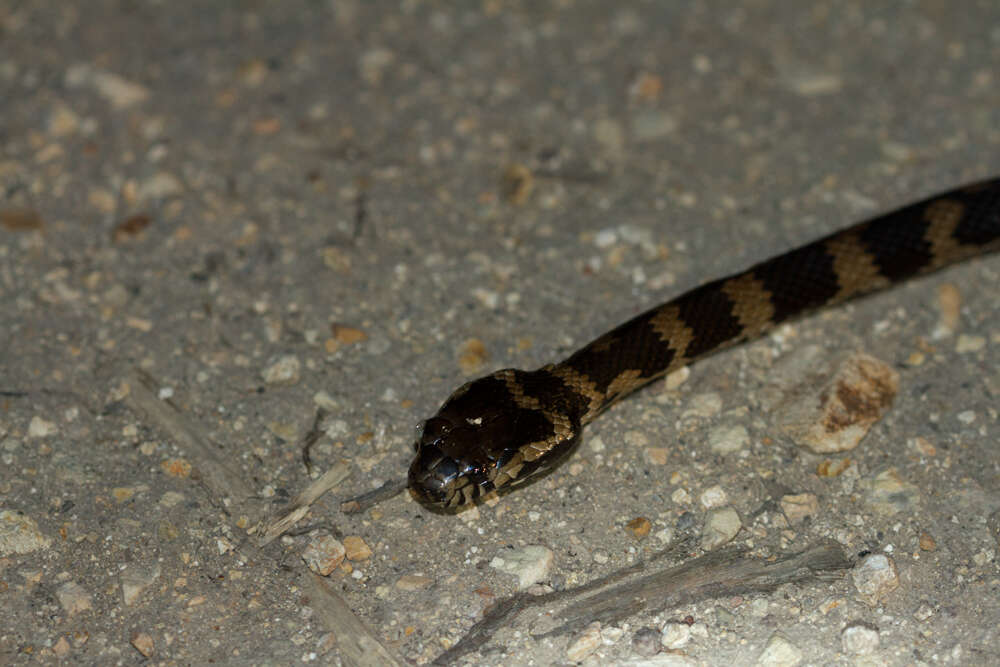 Image of Stephens's Banded Snake