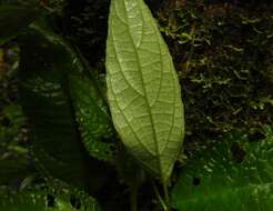 Image of Nautilocalyx mimuloides (Benth.) C. V. Morton