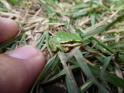 Image of Madrean Treefrog