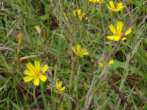 صورة Ixeridium dentatum (Thunb.) Tzvel.