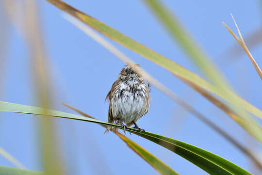 Image of Rio Lerma Song Sparrow