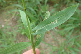 Plancia ëd Setaria sagittifolia (A. Rich.) Walp.