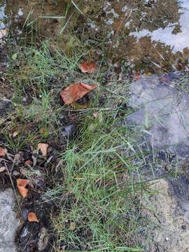 Imagem de Muhlenbergia utilis (Torr.) Hitchc.