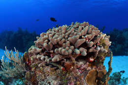 Image of Finger Coral