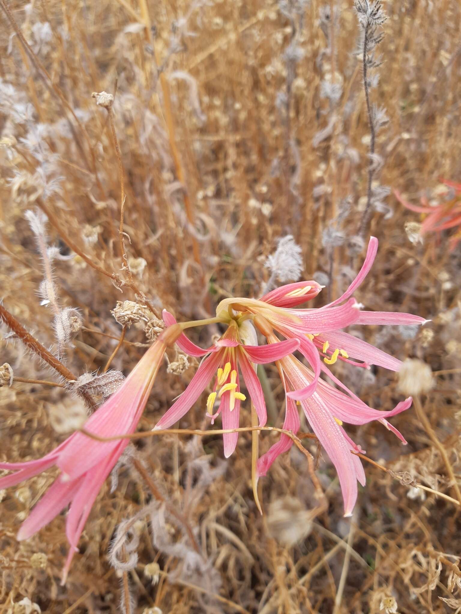 Image of Zephyranthes advena