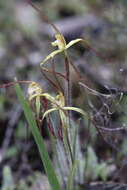 Image de Caladenia xantha Hopper & A. P. Br.