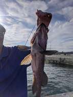 Image of Black rockfish