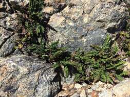 Image of lace lipfern