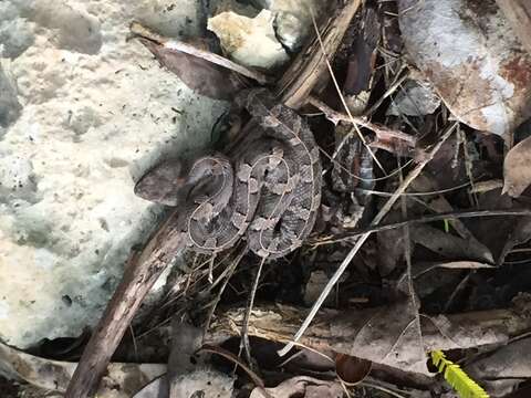 Image of Yucatán Hognose Viper