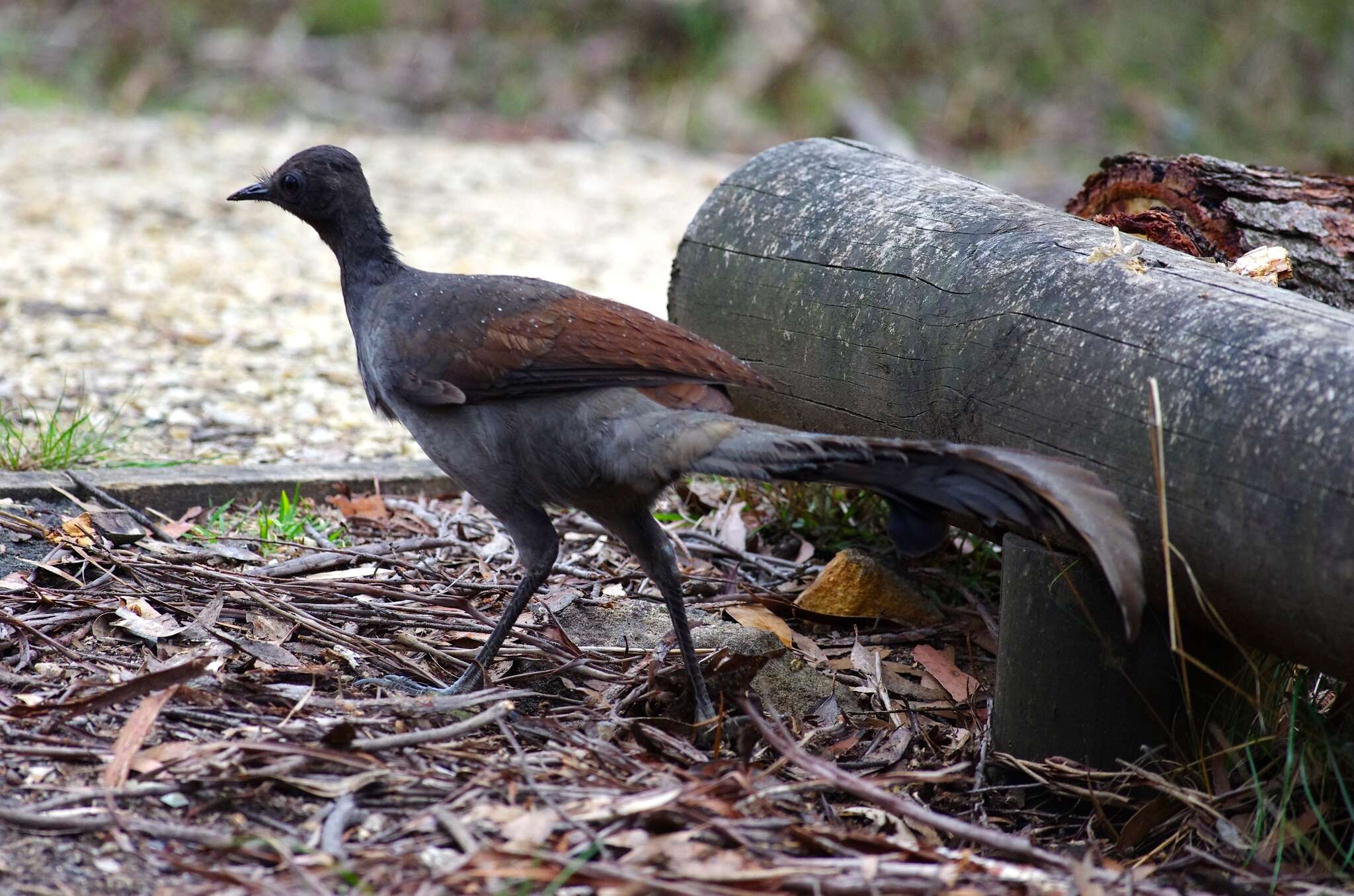 Image of lyrebirds