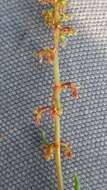 Plancia ëd Rumex bucephalophorus L.