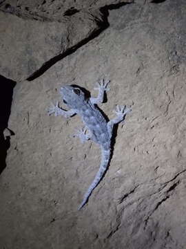 Image of Tenerife Gecko