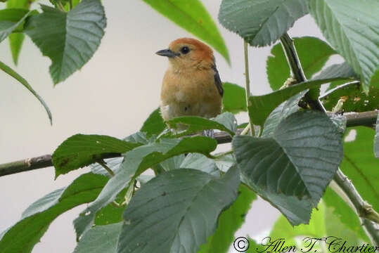 Слика од Thlypopsis inornata (Taczanowski 1879)