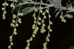 Image of Artemisia nilagirica (C. B. Cl.) Pamp.