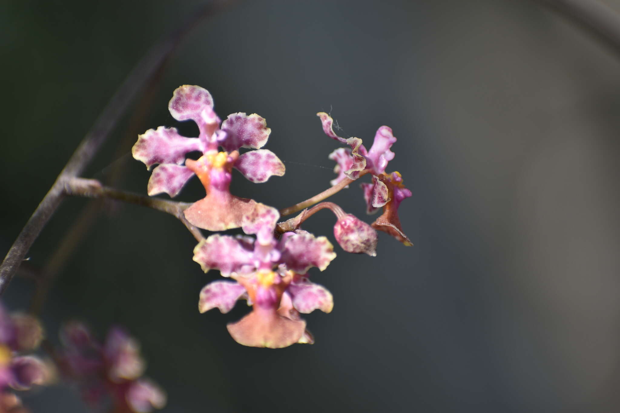 Слика од Trichocentrum cosymbephorum (C. Morren) R. Jiménez & Carnevali