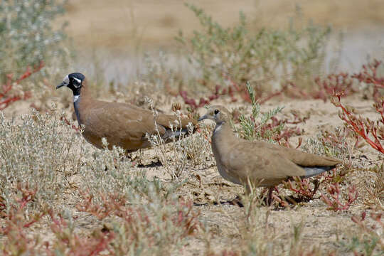 Image of Flock Bronzewing