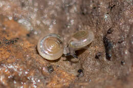 Image of milky crystal snail