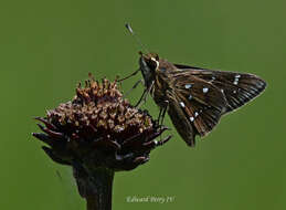 Atrytonopsis loammi Whitney 1876 resmi