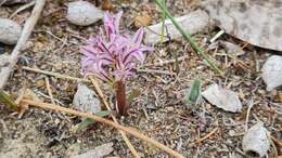 Image of Lachenalia corymbosa (L.) J. C. Manning & Goldblatt