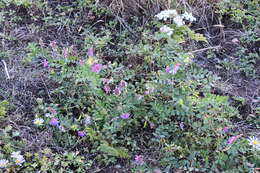 Image of Vicia amurensis Oett.