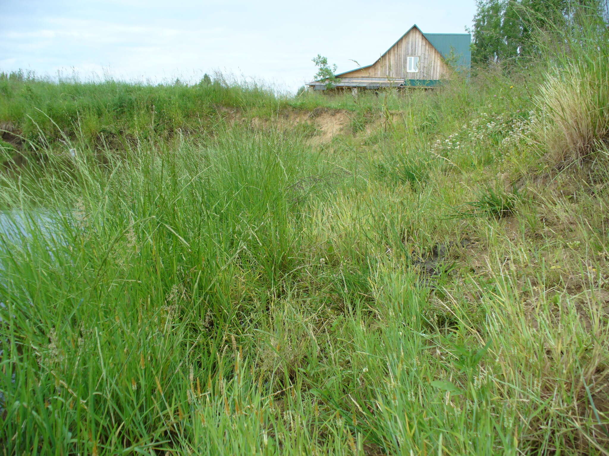 Image of flote-grass, floating sweet-grass