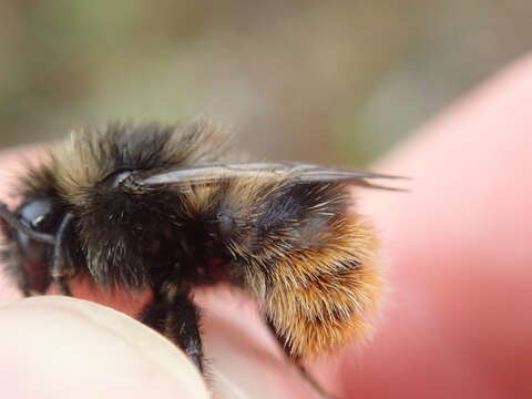 Image of Bombus ruderarius (Müller 1776)