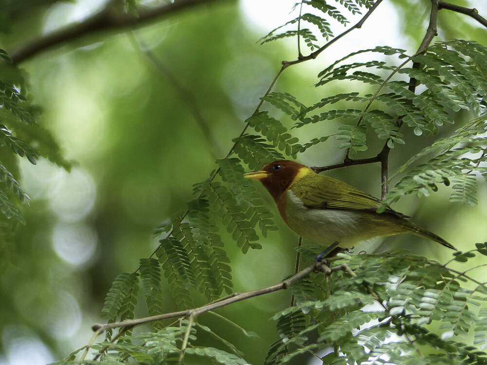 Image of Rufous-headed Tanager