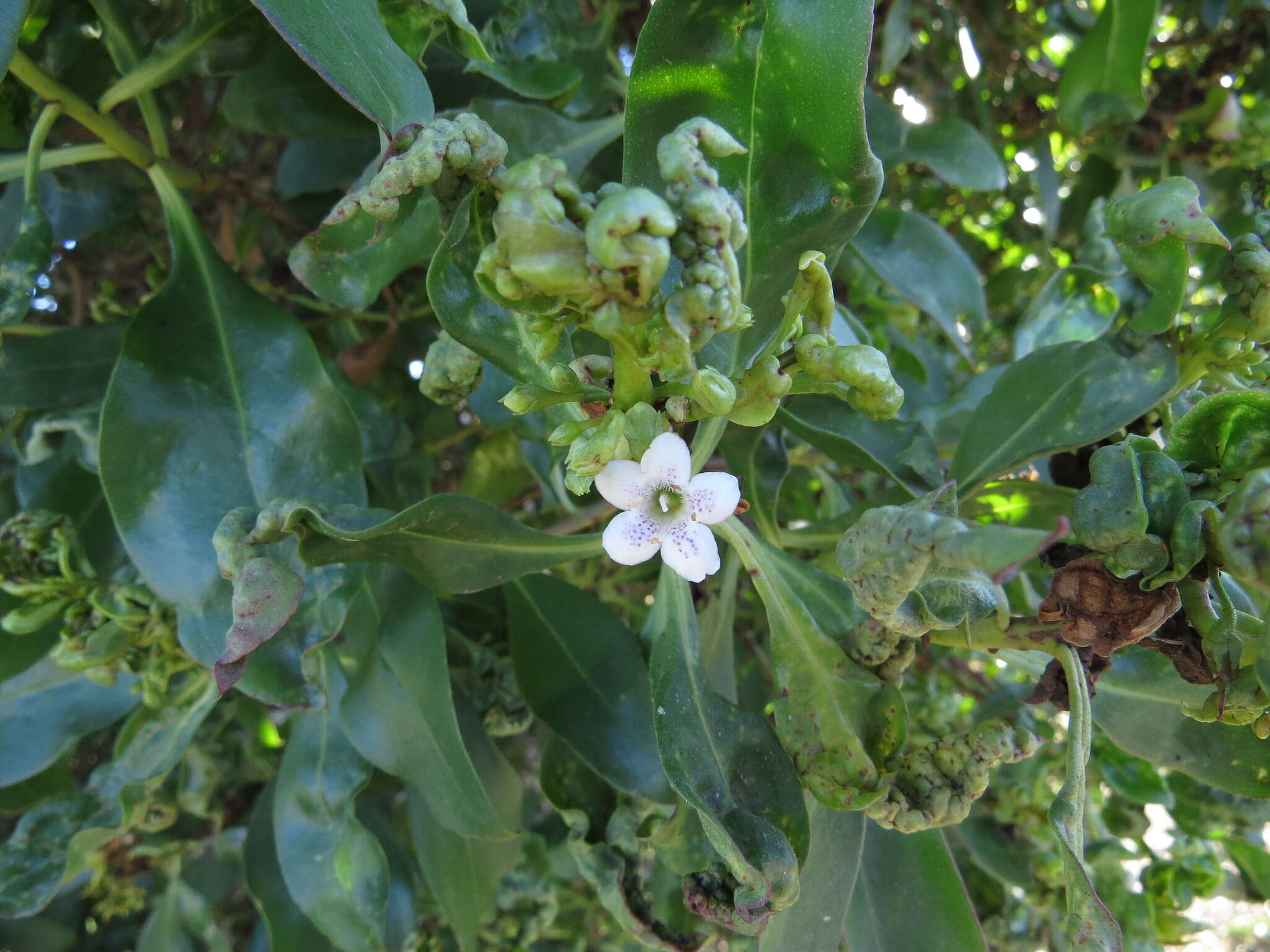 Image of Myoporum thrip