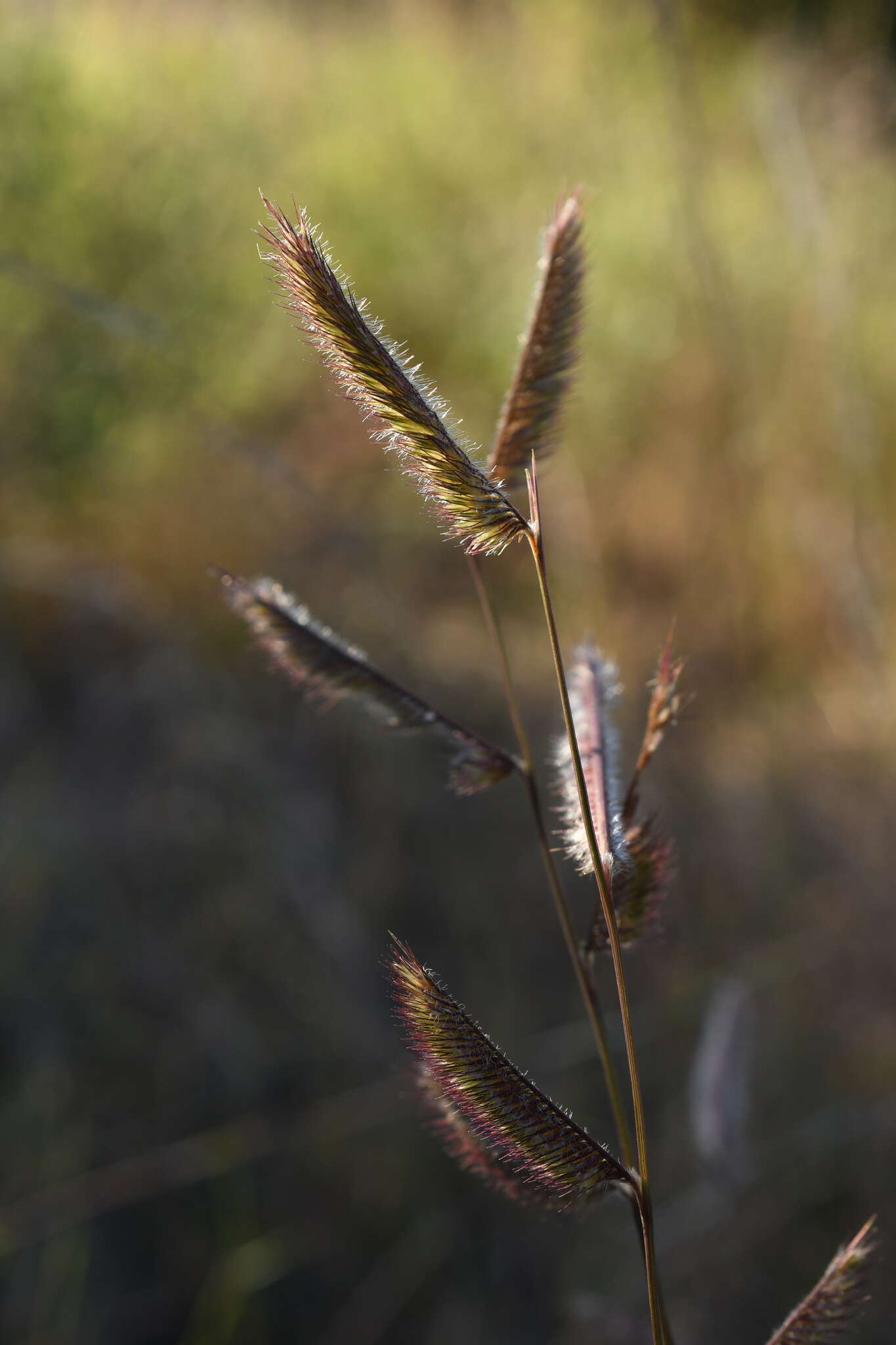 Image of tall grama