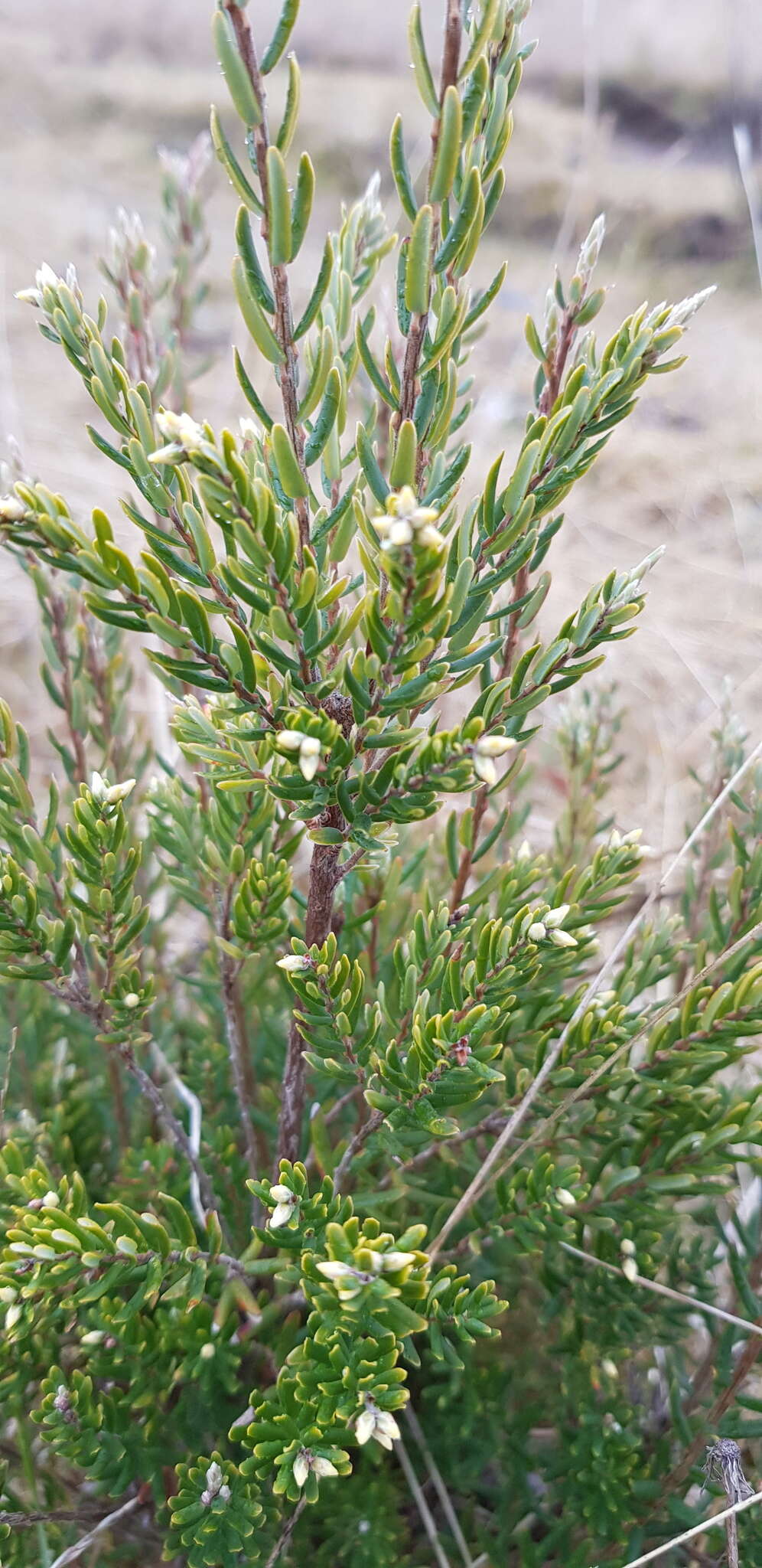 Image of Acrothamnus hookeri (Sond.) Quinn