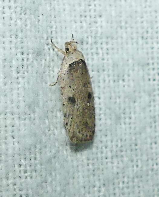 Image of Agonopterix canadensis Busck 1902