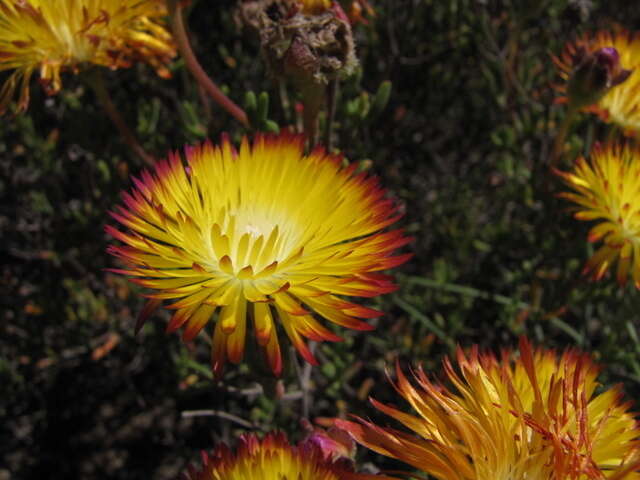 Imagem de Drosanthemum bicolor L. Bol.