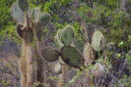 Image of Opuntia galapageia var. galapageia