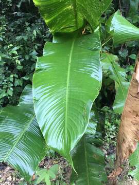 Heliconia wagneriana Petersen的圖片