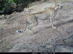 Image of Northwest African Cheetah