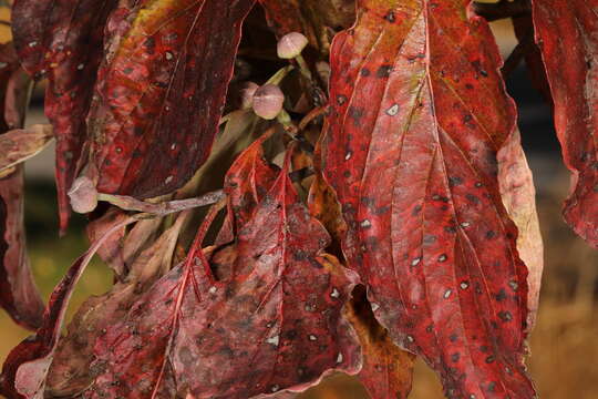 Image of Sphaerulina cornicola (DC.) Verkley, Quaedvl. & Crous 2013