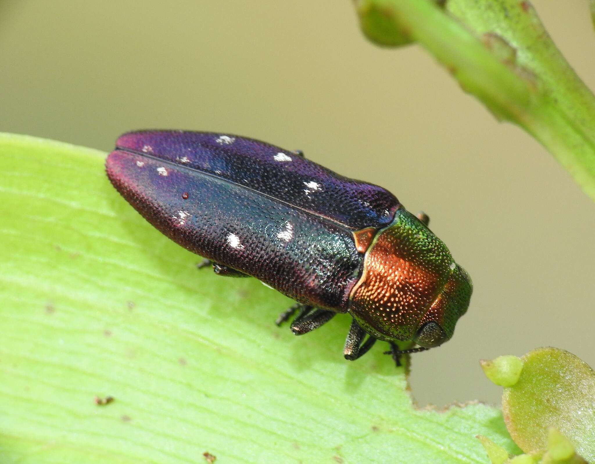 Image of Diphucrania regalis (Thomson 1879)