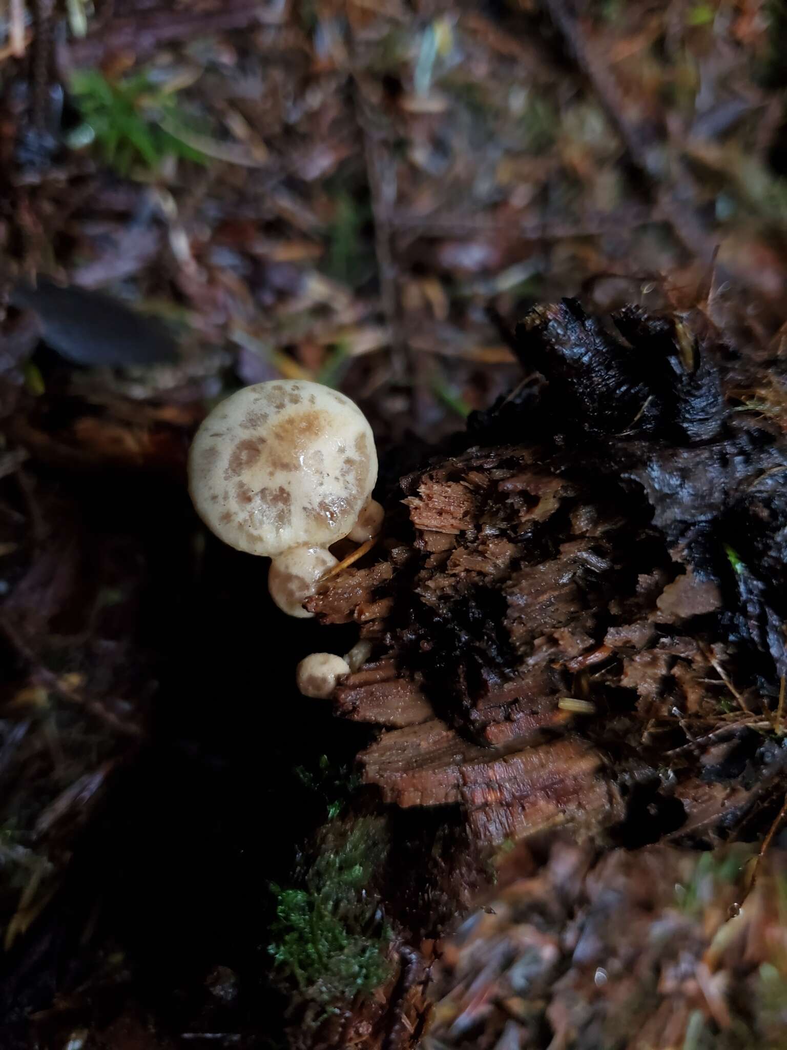 Слика од Pholiota lenta (Pers.) Singer 1951