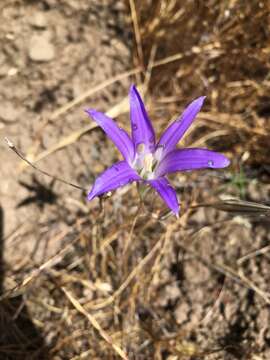 Image of harvest brodiaea