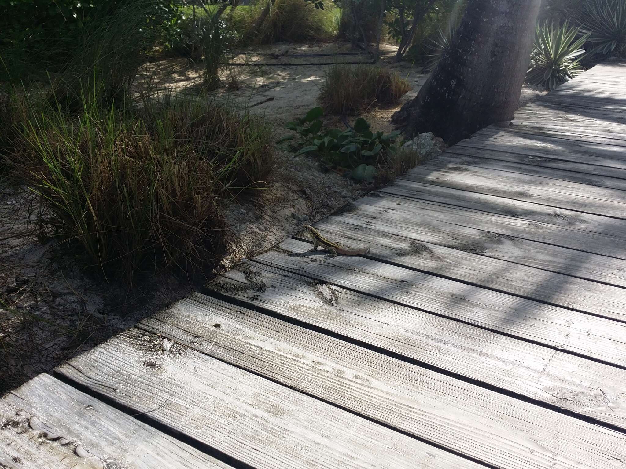 Image of Bastion Cay Curlytail Lizard