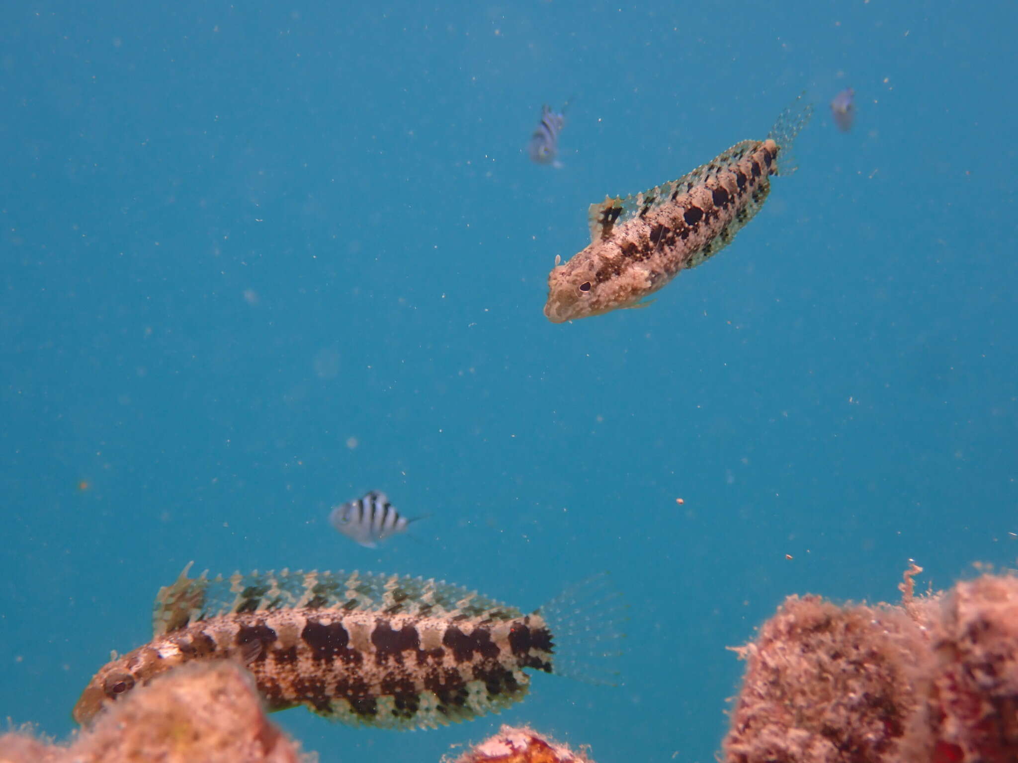 Image of Variable Blenny