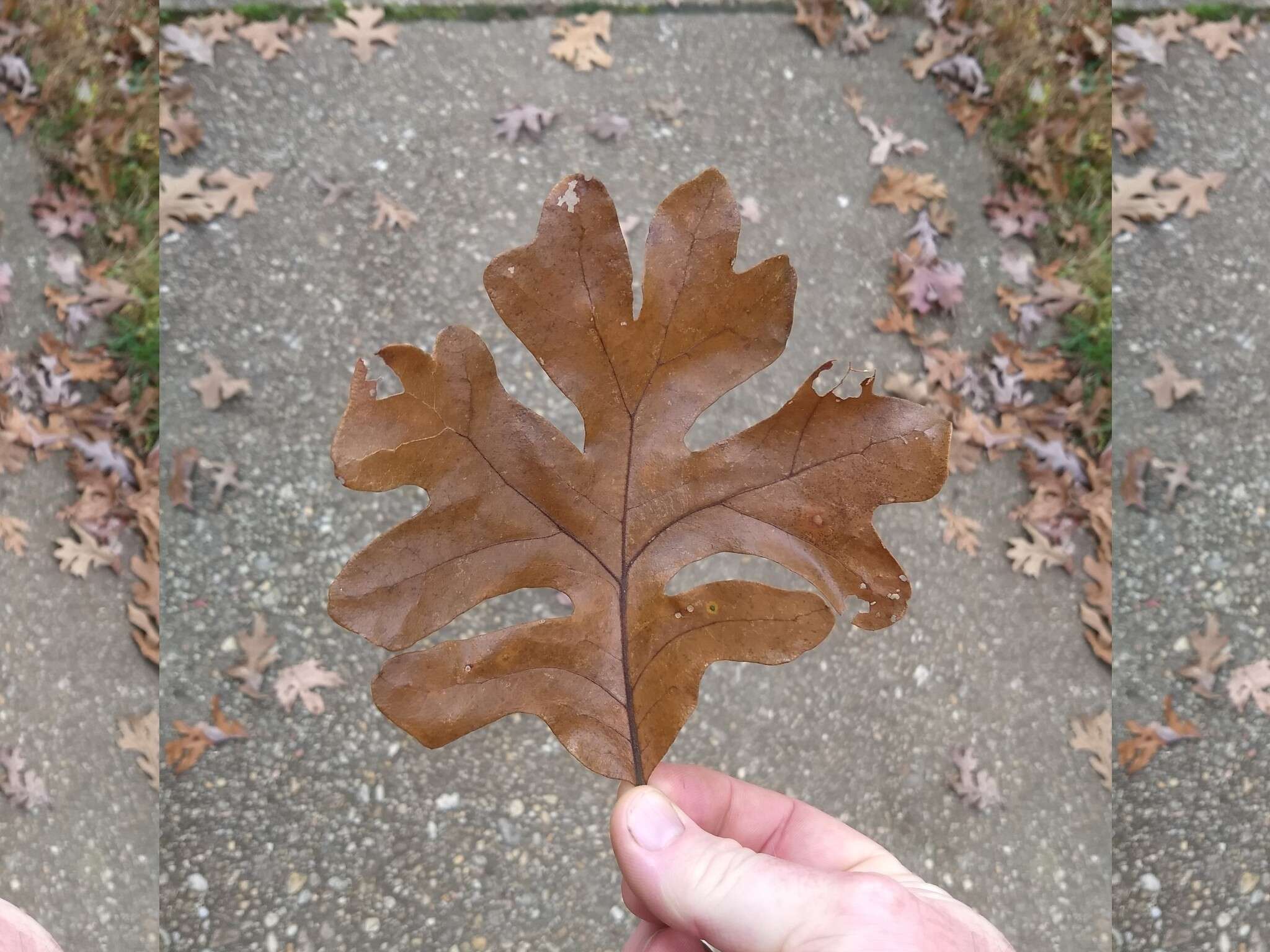 Слика од Quercus fernowii Trel.