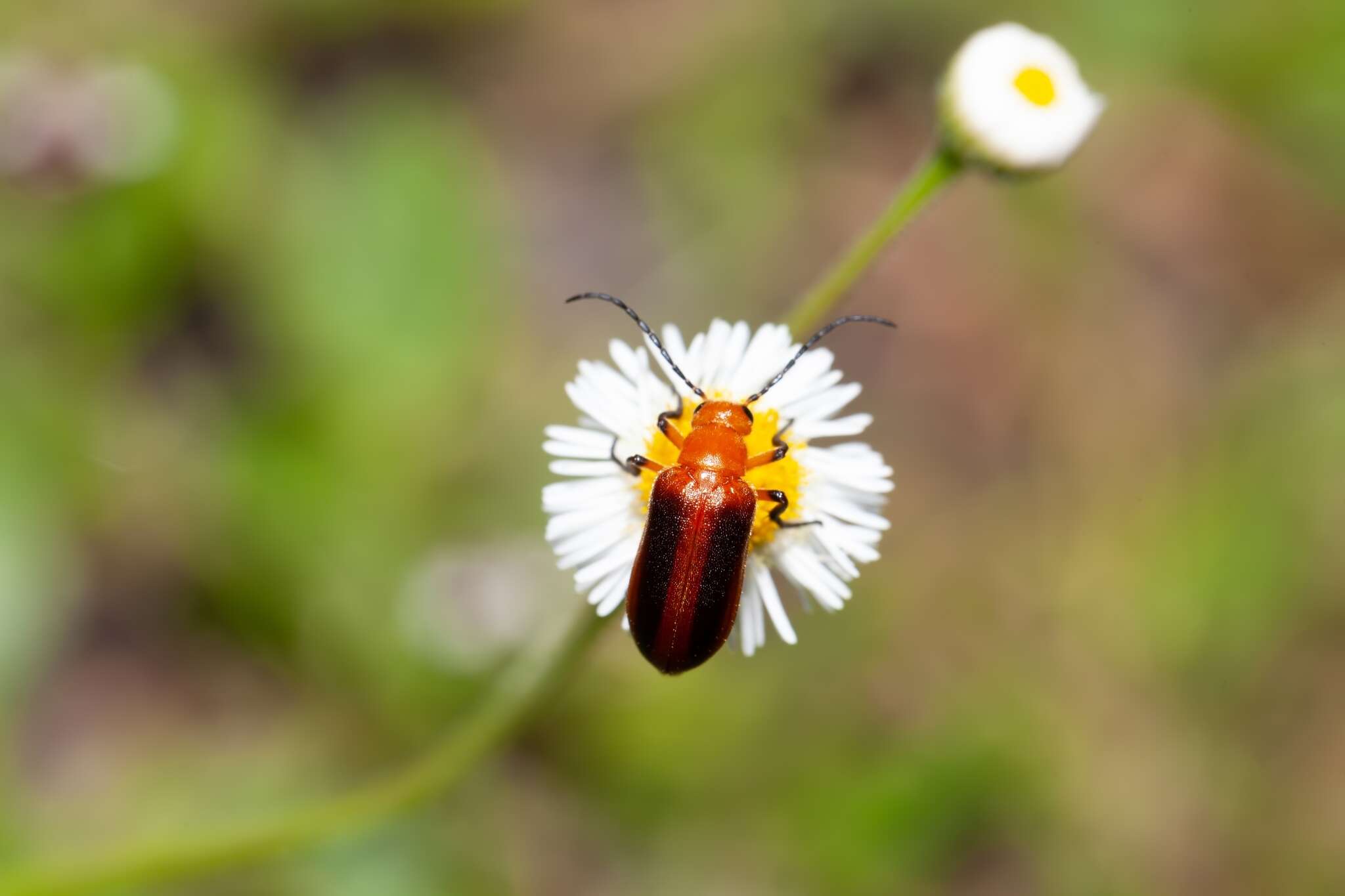 Imagem de Zonitis (Parazonitis) vittigera (Le Conte 1853)